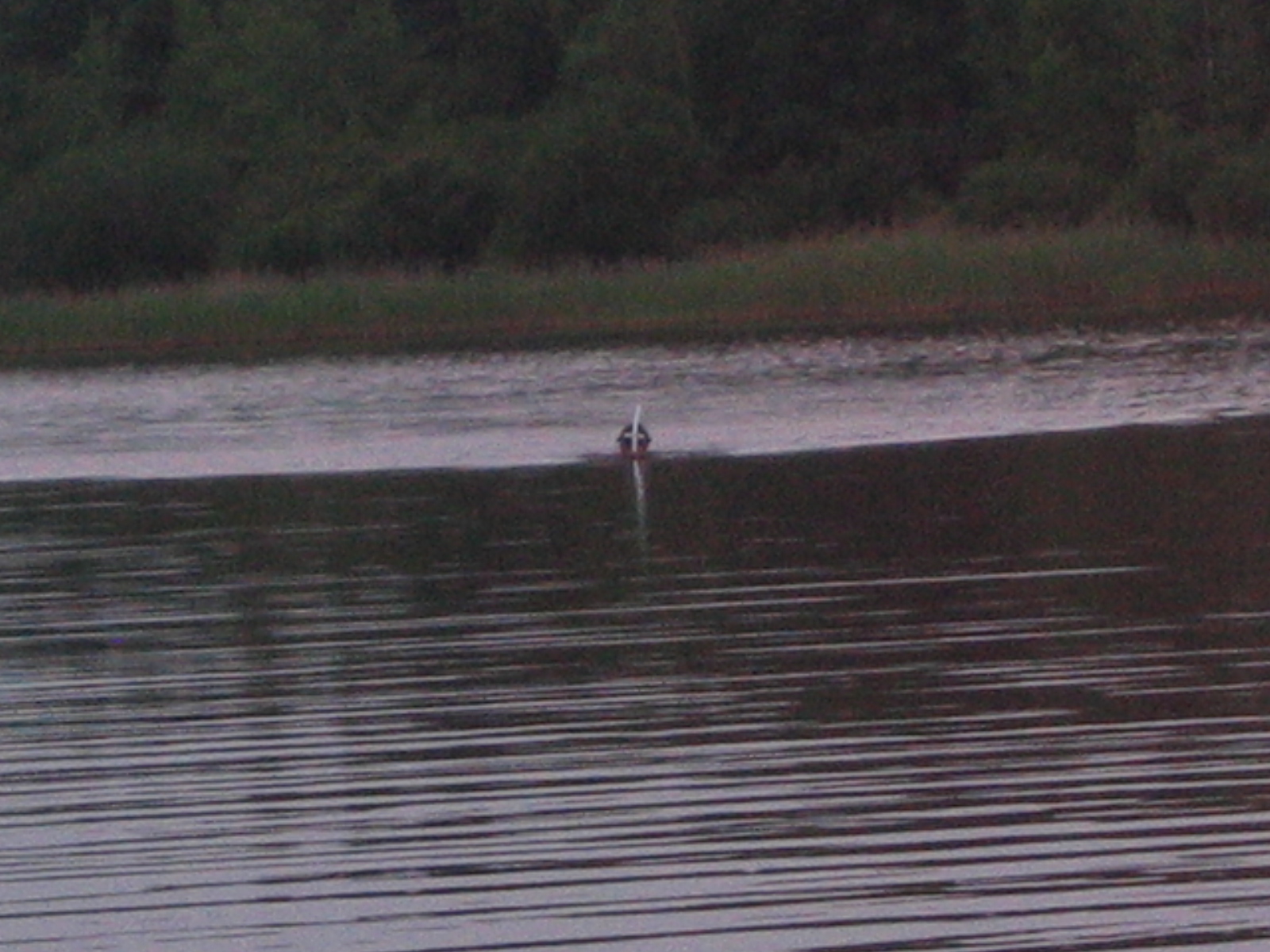 etang des bois 26 juin 2006 004